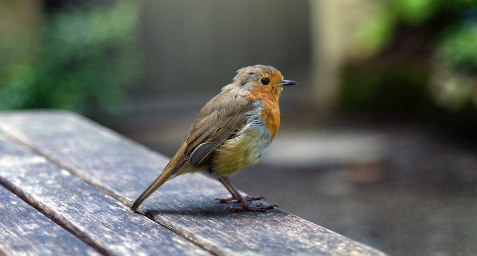 Robin Redbreast Catford bird on a table outside. Captured by Max Williamson.